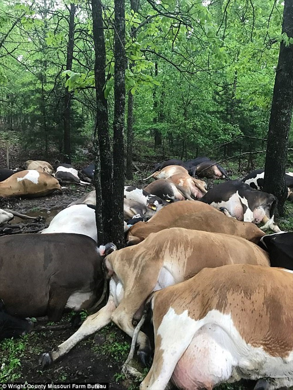 【雷、コワイ】アメリカミズーリ州で落雷、一発で乳牛32頭がやられる