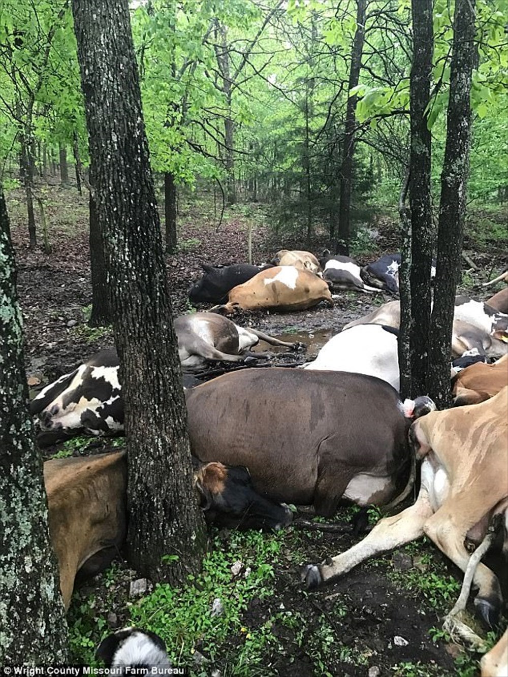 【雷、コワイ】アメリカミズーリ州で落雷、一発で乳牛32頭がやられる