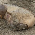 ボール状の物体が二つある生物？　カリフォルニア州のビーチで発見されたクリーチャー