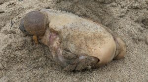 ボール状の物体が二つある生物？　カリフォルニア州のビーチで発見されたクリーチャー