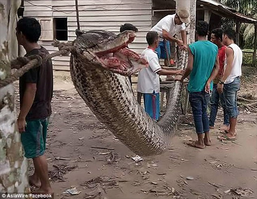 7ｍの大蛇を食おうとしたインドネシアの37歳男性、逆に左腕を持っていかれる