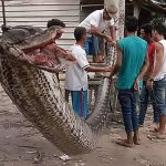 7ｍの大蛇を食おうとしたインドネシアの37歳男性、逆に左腕を持っていかれる