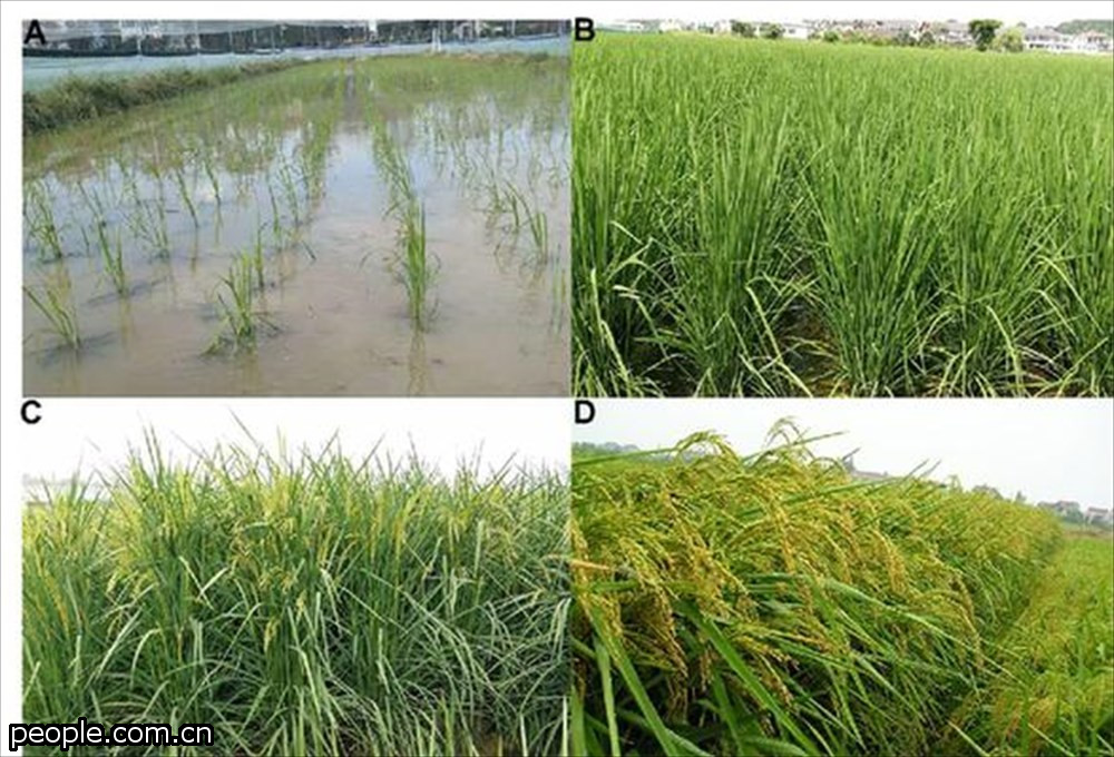 食糧問題解決なるか？　中国で稲の高さ2.2メートルの巨大な「米」が作られる