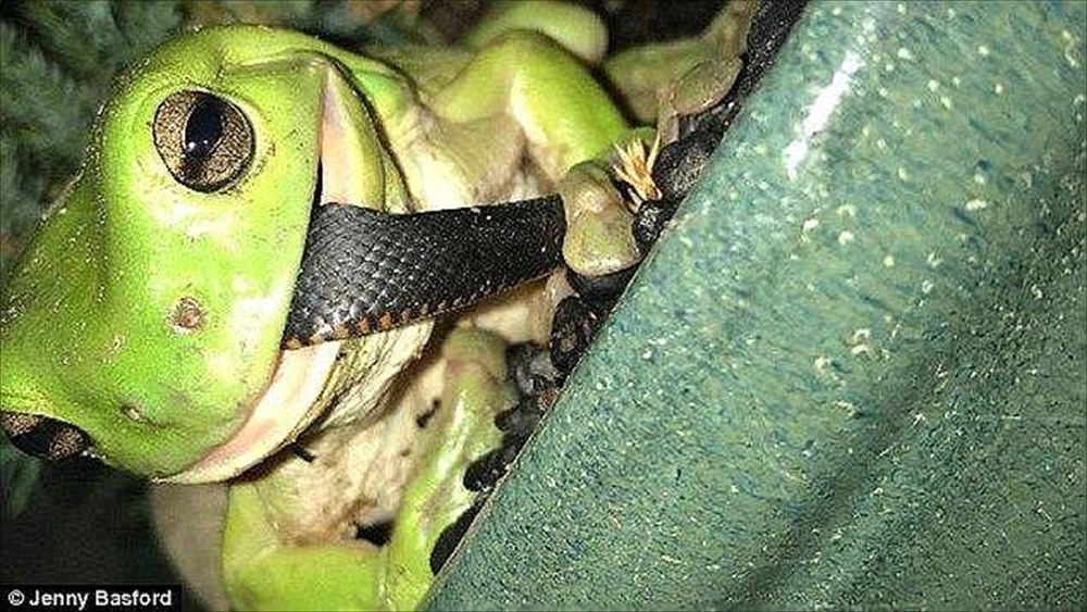 ぐわぁぁ食われる！イエアメガエルに捕食される毒ヘビの画像がネットで話題