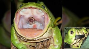 ぐわぁぁ食われる！イエアメガエルに捕食される毒ヘビの画像がネットで話題
